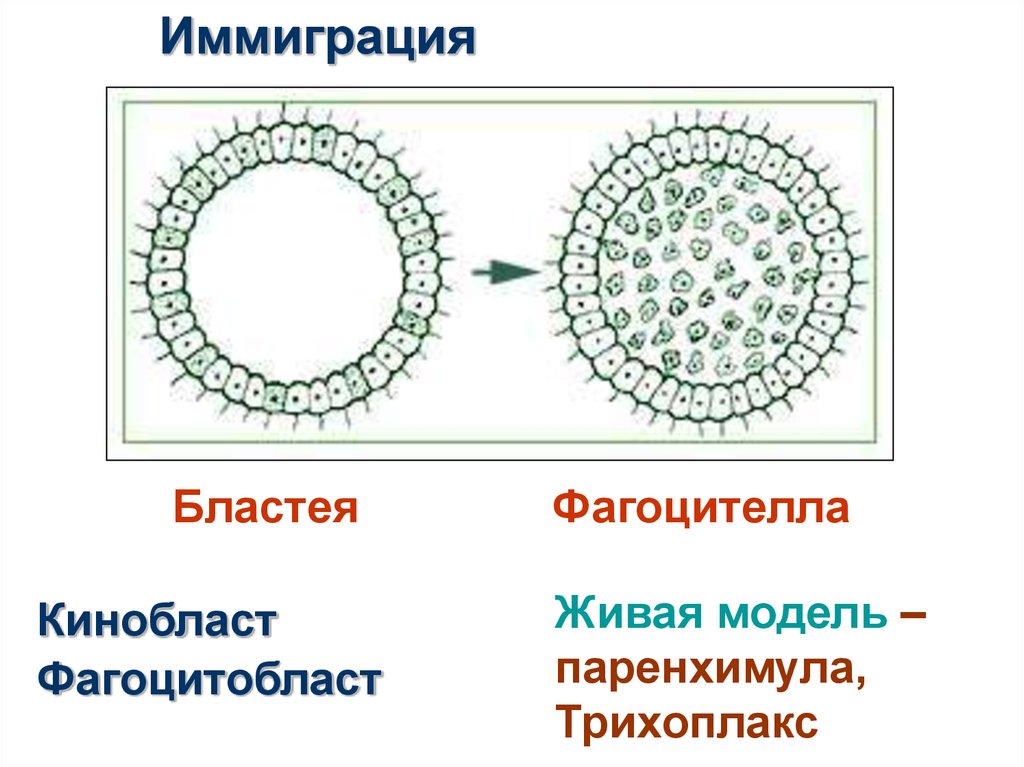 Многоклеточные организмы возникли в эру. Гипотеза фагоцителлы Мечникова. Теория фагоцителлы Мечникова Живая модель. Паренхимула и амфибластула. Бластея фагоцителла.