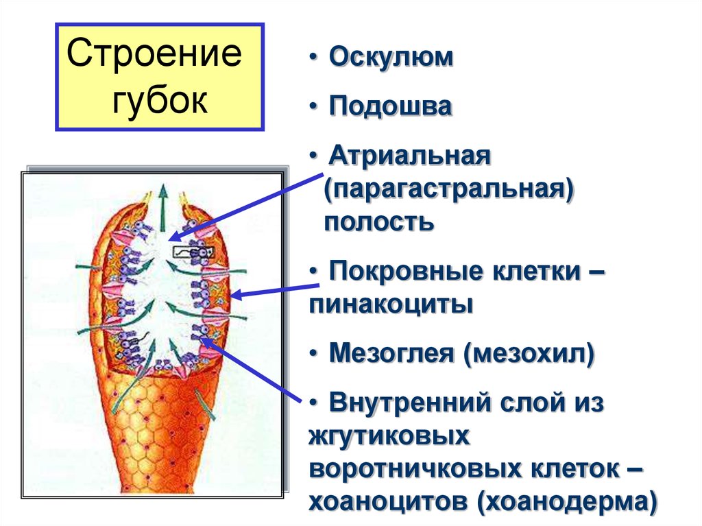 Атриальная полость