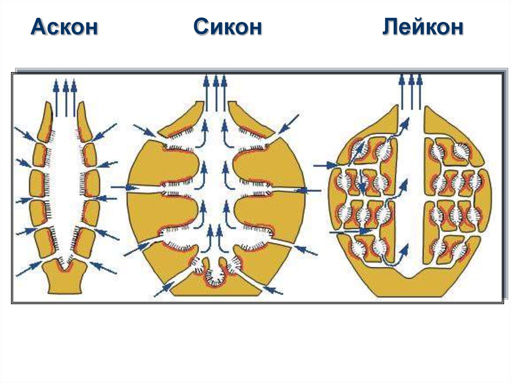 Схема питания губки