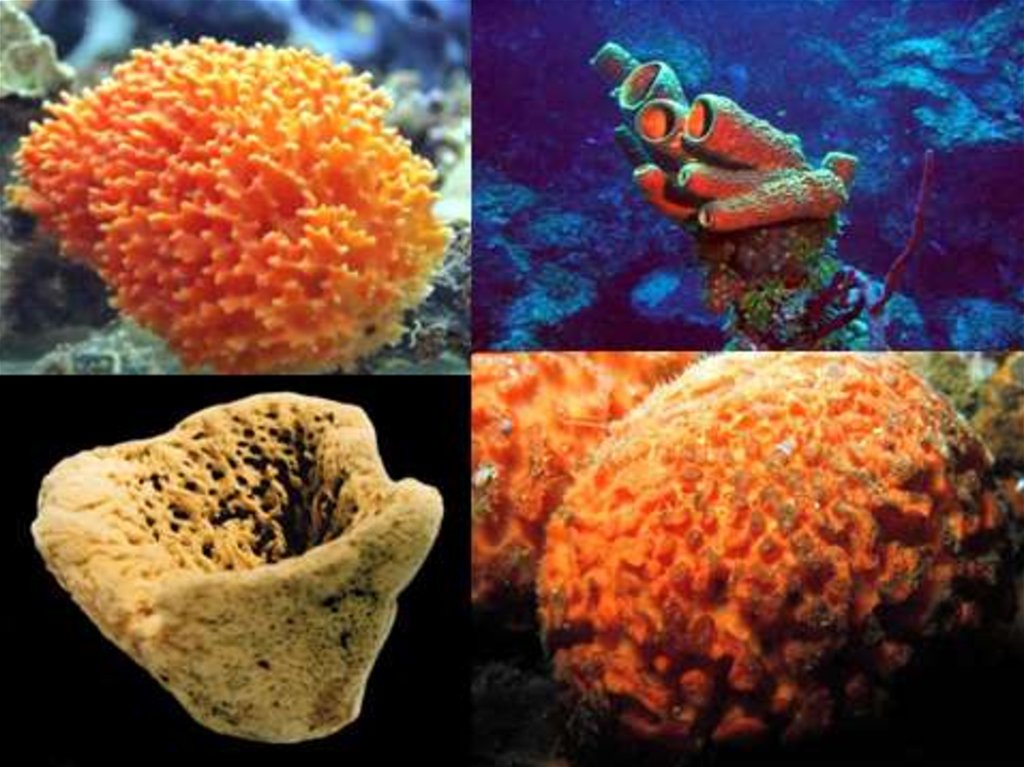 Щавель персик ракушка половые губы форма фото. Губки Porifera Spongia. Многоклеточные.Тип губки известковые. Многоклеточные беспозвоночные Тип губки. Клиона губка.