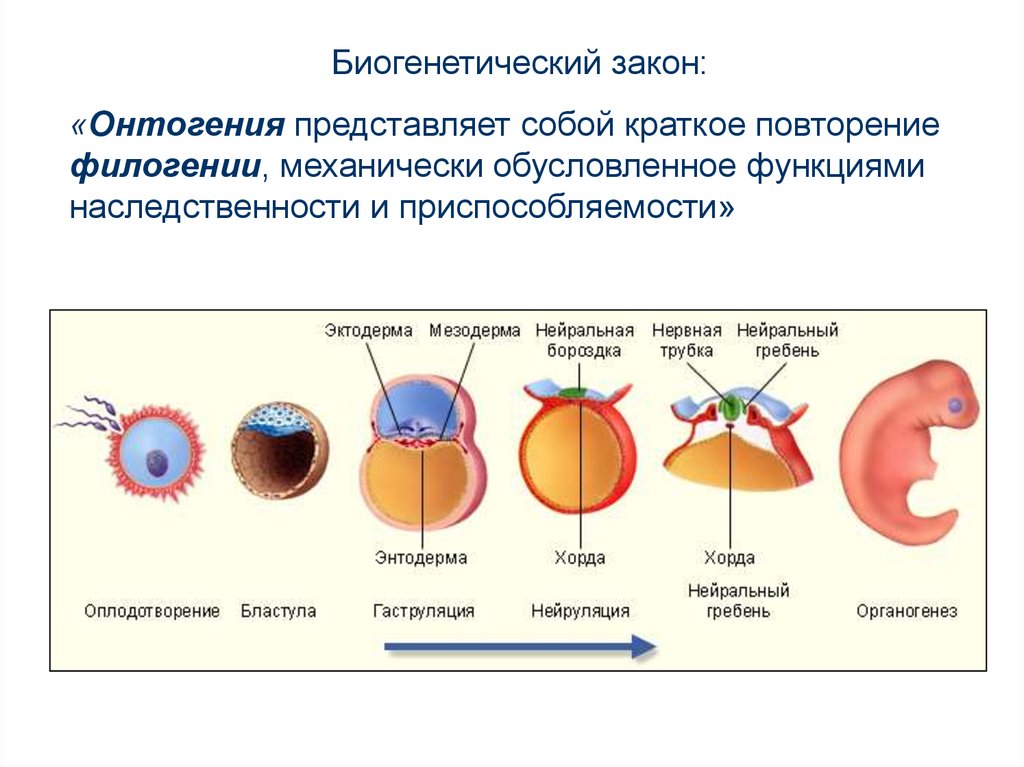 Черты многоклеточных