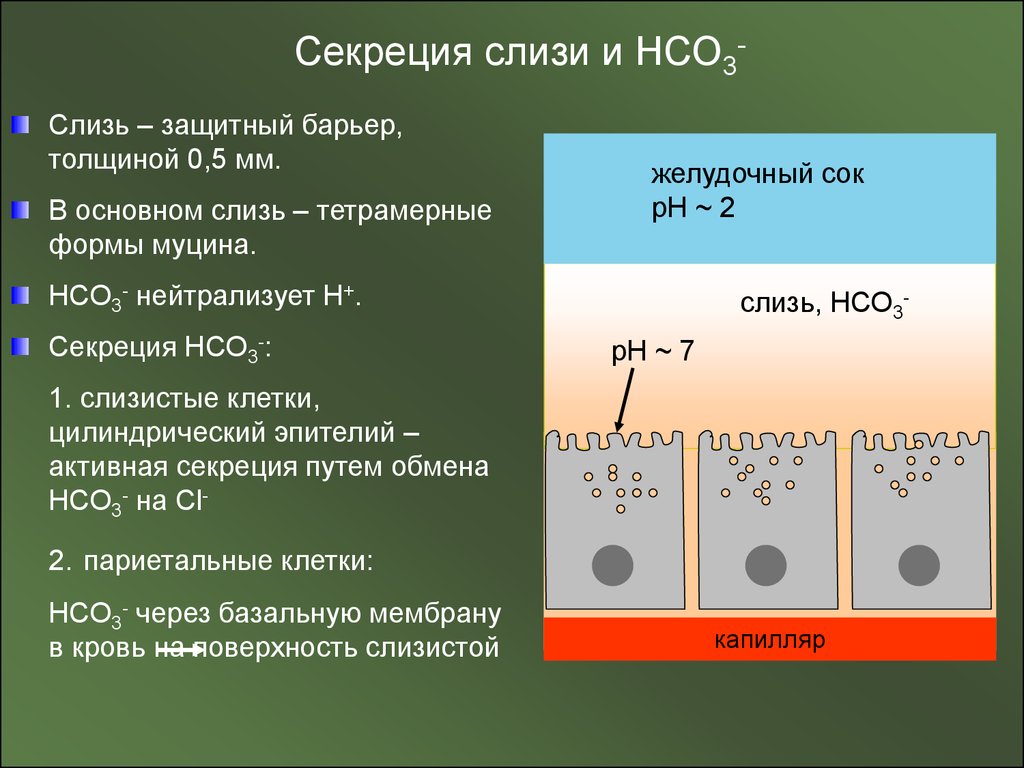 Секреция это. Слизисто-бикарбонатный барьер желудка. Слизисто-бикарбонатный барьер желудка гистология. Слизистобикарбонатный слой барьер желудка. Секреция слизи.