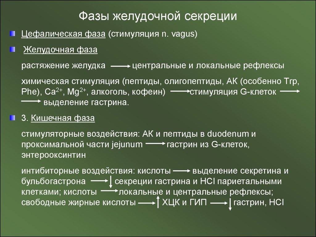 Фазы желудочной секреции презентация