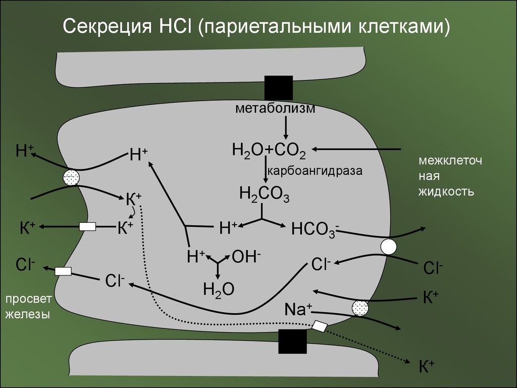 Секреция это. Секреция HCL. Секреция HCL париетальной клеткой. Секреция клетки. Секреция в желудочно кишечном тракте.