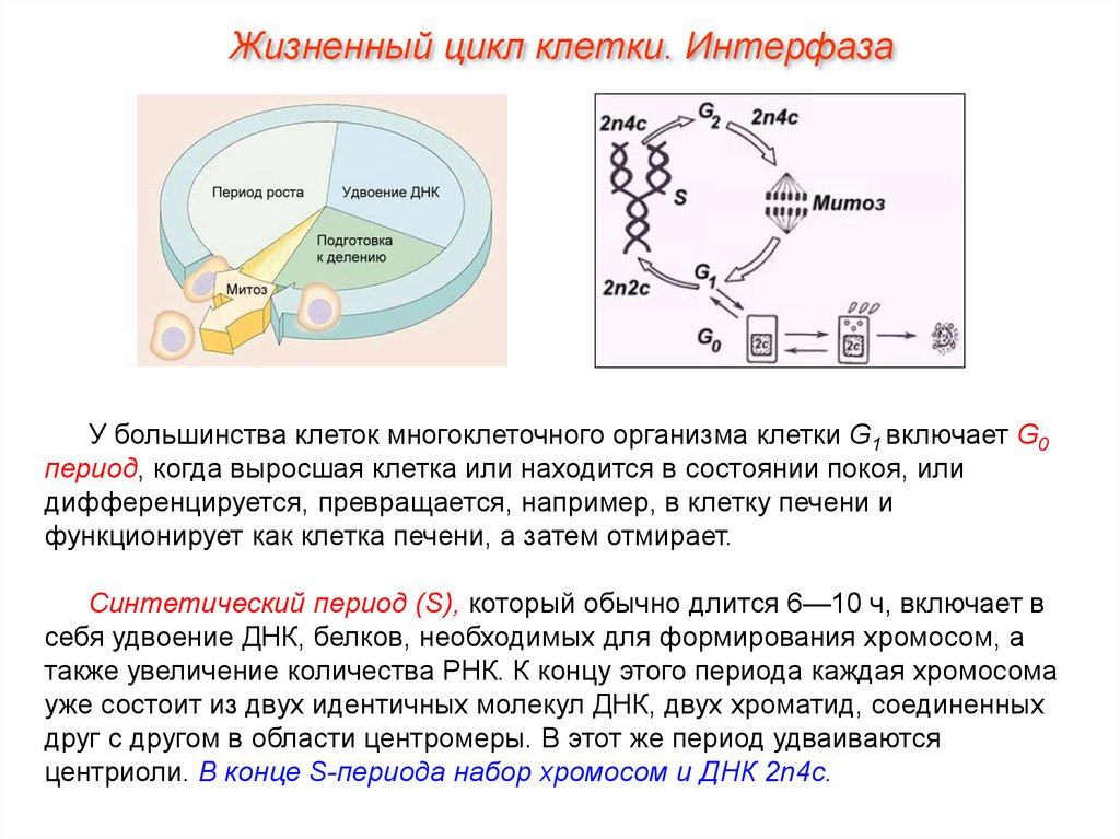 Удваивается молекула днк. 2 Жизненный цикл клетки: интерфаза. Митотический цикл периоды интерфазы. Стадии клеточного цикла растительной клетки. Формула жизненного цикла клеток.