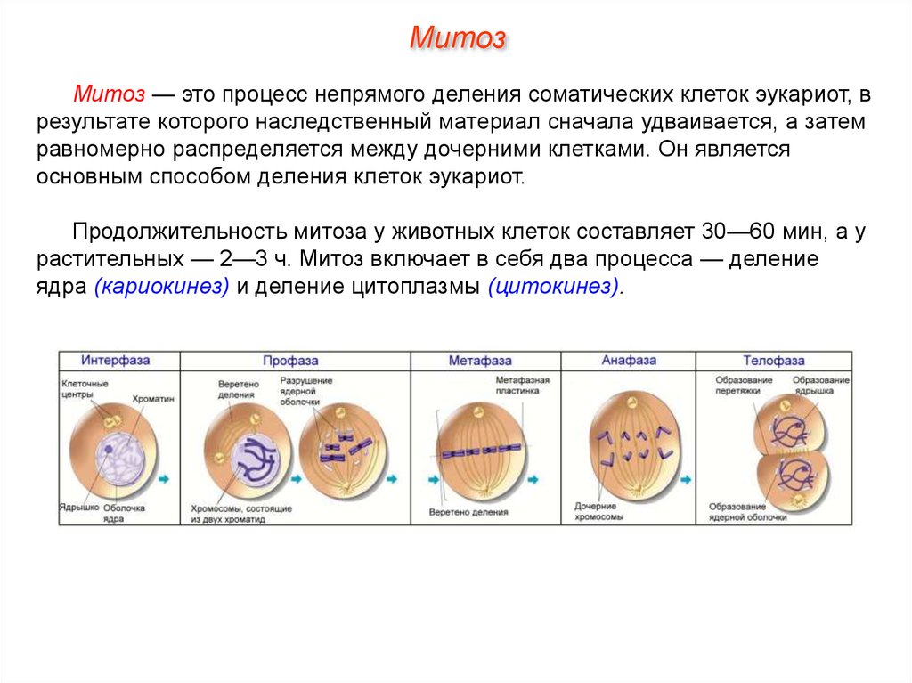 После первого деления. Фазы деления эукариотической клетки схема. Деление клеток эукариот схема. Основные типы деления эукариотических клеток митоз мейоз. Таблица "митотическое деление клетки (Непрямое деление).