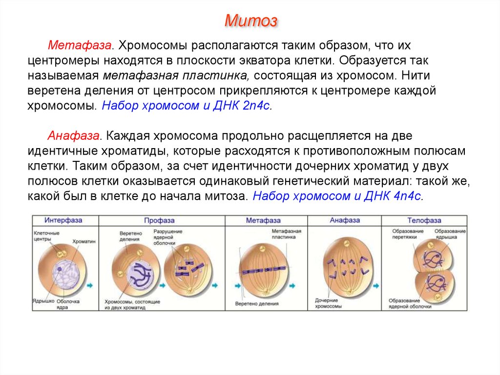 Профаза митоза сколько хромосом. Фаза деления клетки 4n4c. Профаза митоза характеристика набор хромосом. Набор хромосом в интерфазе митоза. Метафаза 2 мейоза хромосомный набор.