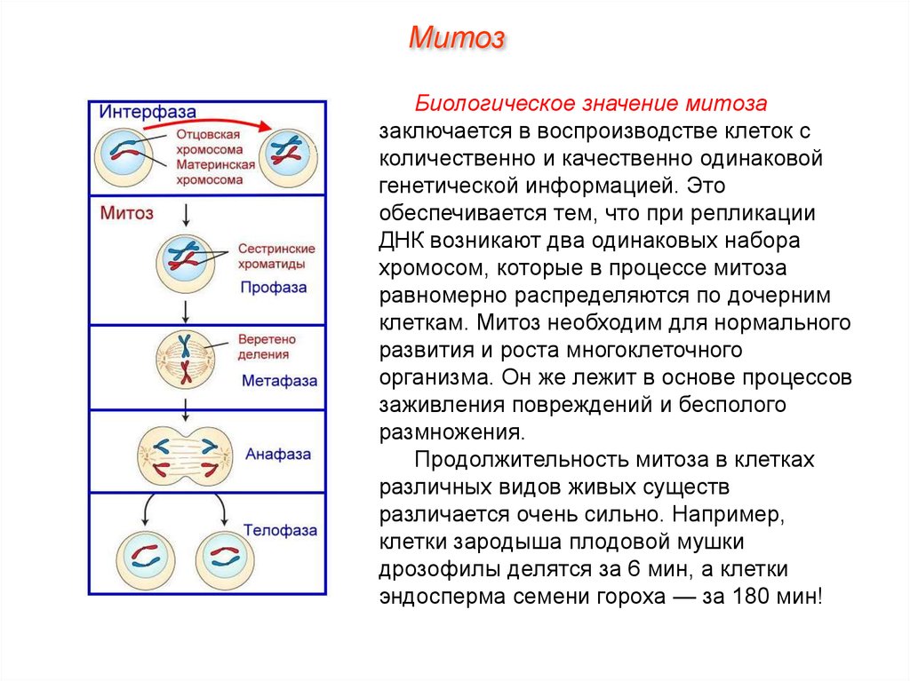 Деление клеток значение данного процесса. Общая схема процесса митоза. Структура клетки фазы митоза. Фазы митоза краткая характеристика процессов. Биология 9 класс клеточный цикл митоз.