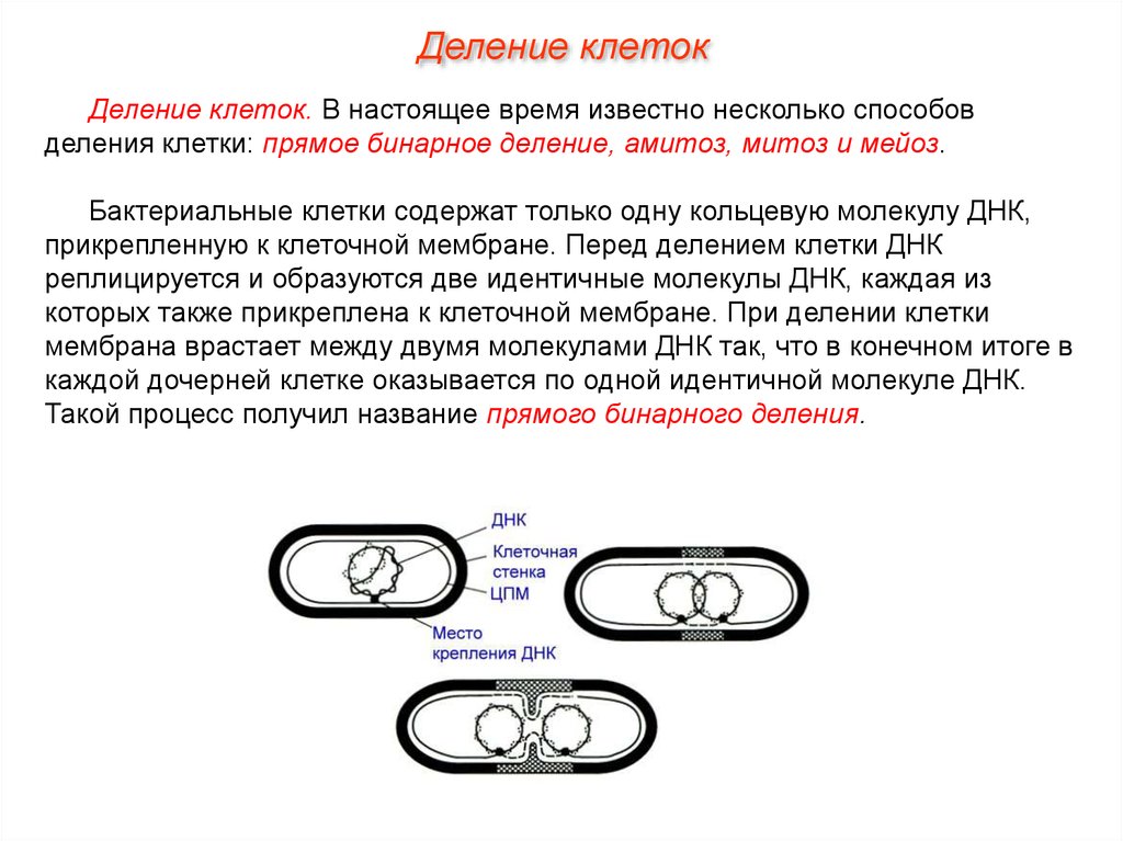 Деление клетки задачи. Деление клетки схема митоз мейоз бинарное деление. Бинарное деление и митоз отличия. Амитоз и бинарное деление. Бинарное деление и амитоз разница.