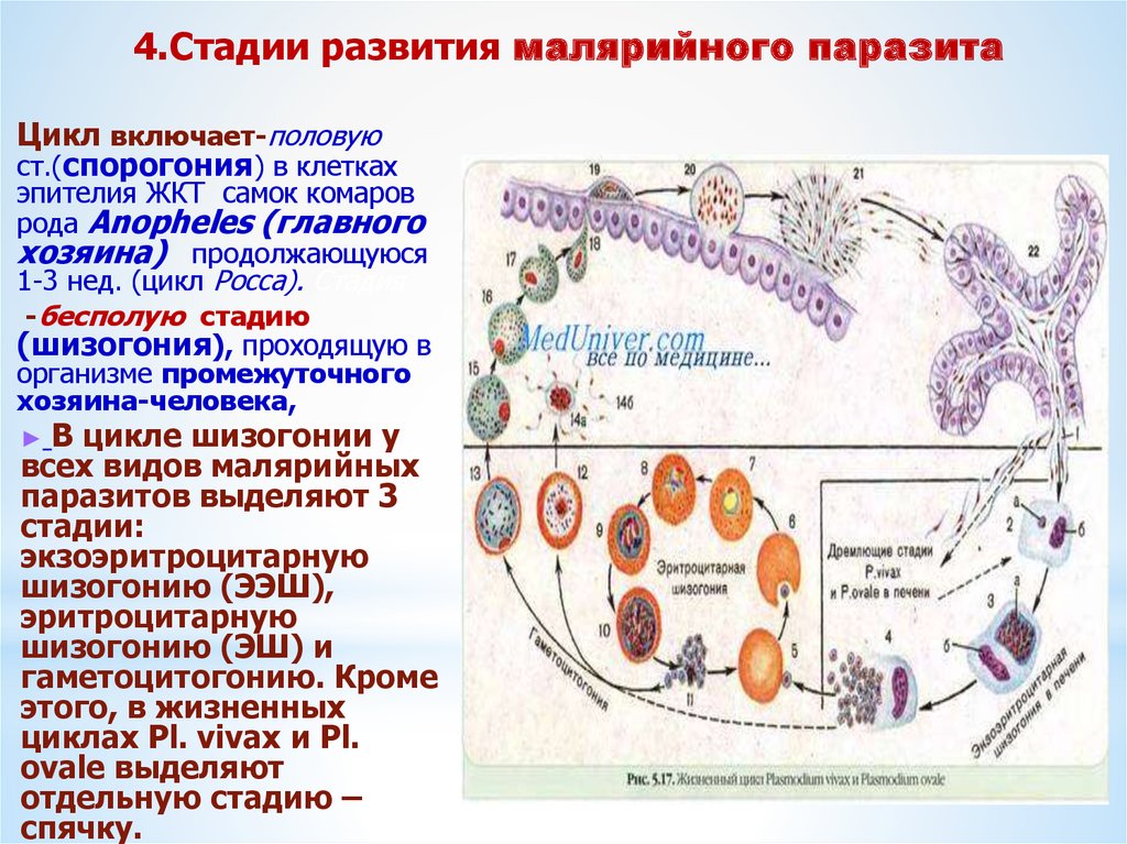 Цикл малярии. Цикл малярийного плазмодия схема. Стадии жизненного цикла малярийного плазмодия. Стадии размножения малярийного плазмодия. Цикл развития малярийного плазмодия схема.