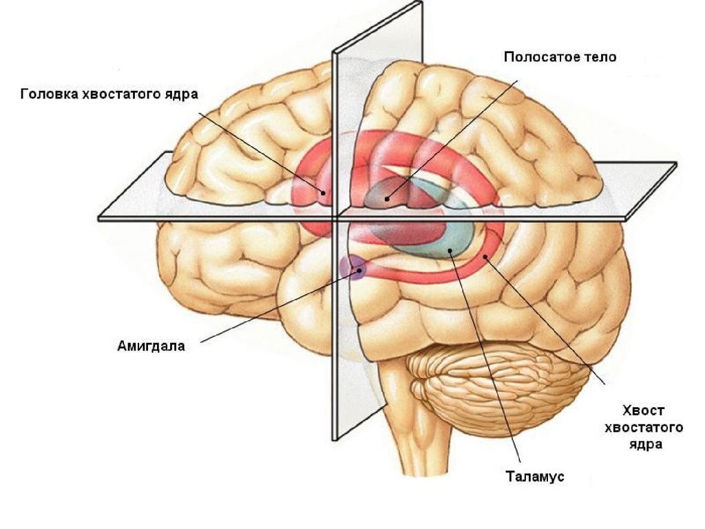 Тело головной. Стриопаллидарная система анатомия головного мозга. Хвостатое ядро стриопаллидарной системы. Стриопаллидарная система подкорковые ганглии. Полосатое ядро головного мозга.