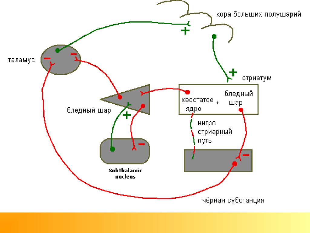 Схема стриопаллидарной системы