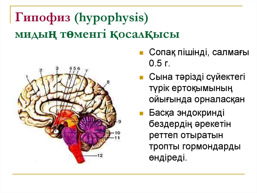 Гипофизы цена. Гипофиз головного мозга рисунок. Структуры передней части гипофиза. Гипофиз и эпифиз головного мозга. Гормоны гипофиза и эпифиза.