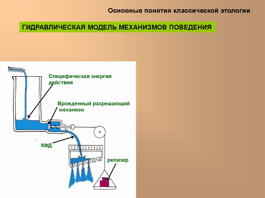 Механизм энергия. Гидравлическая модель Лоренца кратко. Психогидравлическая модель Лоренца. Гидравлическая модель поведения. Психогидравлическая модель инстинктивного акта к.Лоренца.