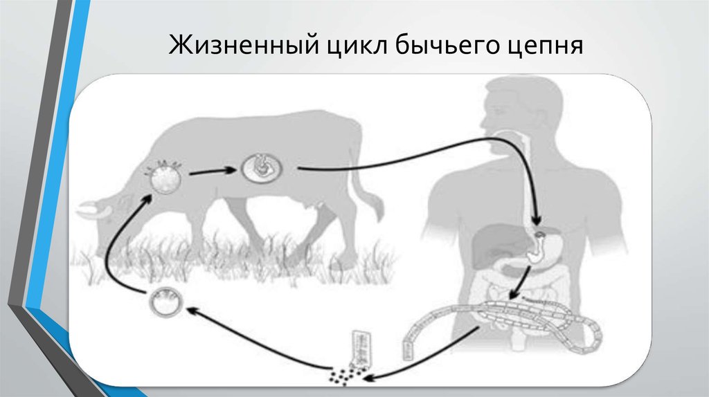 Жизненный цикл бычьего цепня начиная с яиц. Цикл развития бычьего цепня рисунок. Стадии жизненного цикла бычьего цепня. Жизненный цикл бычьего цепня схема. Бычий цепень жизненный цикл схема.