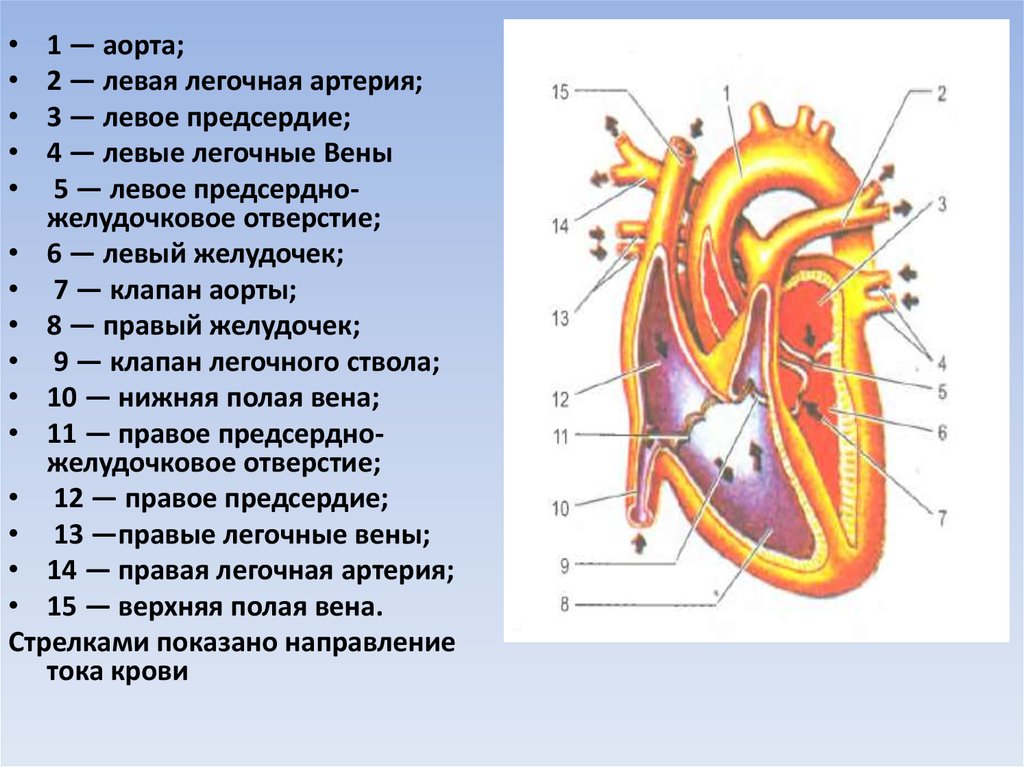 Схема сердца биология