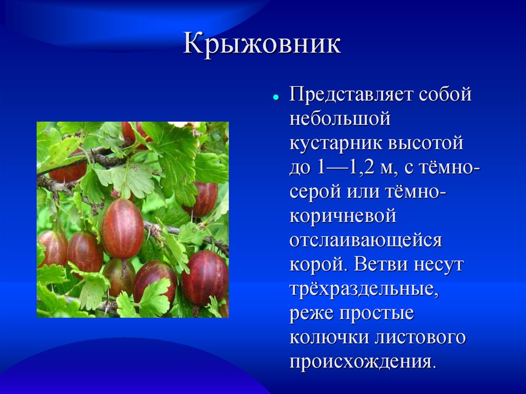 Крыжовник рассказ. Крыжовник. Крыжовник описание. Информация о крыжовнике. Сообщение о крыжовнике.