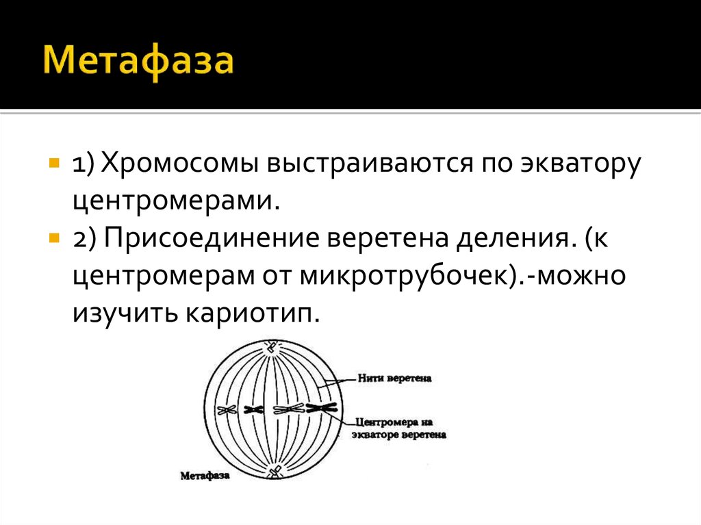 Метафаза 1 хромосомы. Веретено деления метафаза 2. Микротрубочки метафаза. Хромосомы выстраиваются. Метафаза 1. Веретено деления ….