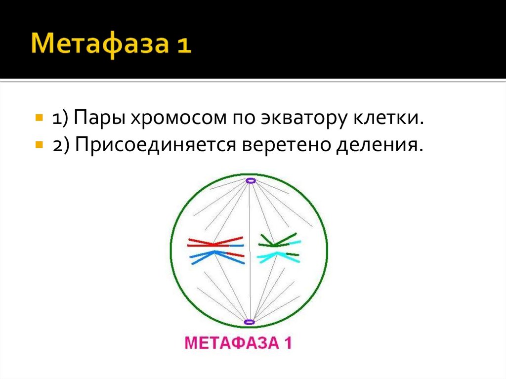 Веретено деления рисунок. Мейоз, метафаза i. Метафаза 1 и метафаза 2. Метафаза мейоза 1. Мейоз 1 метафаза 1.