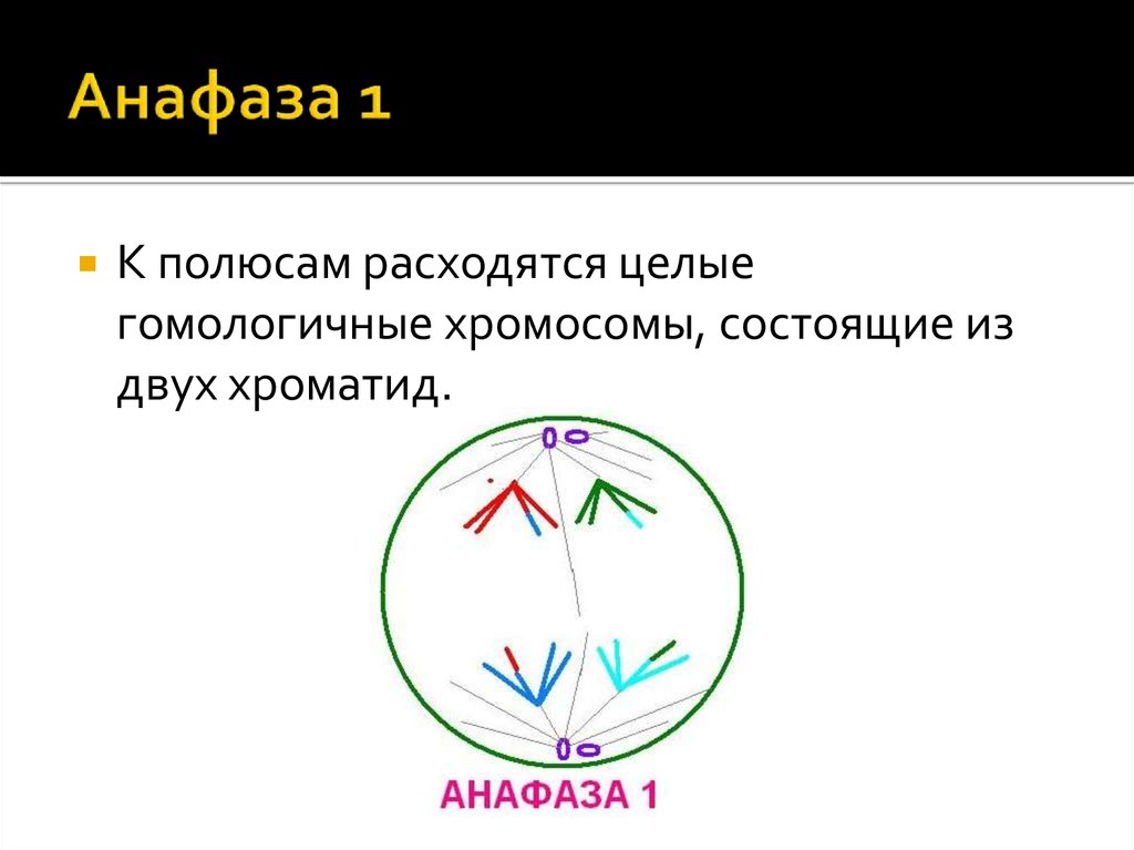 Анафаза мейоза 1 рисунок