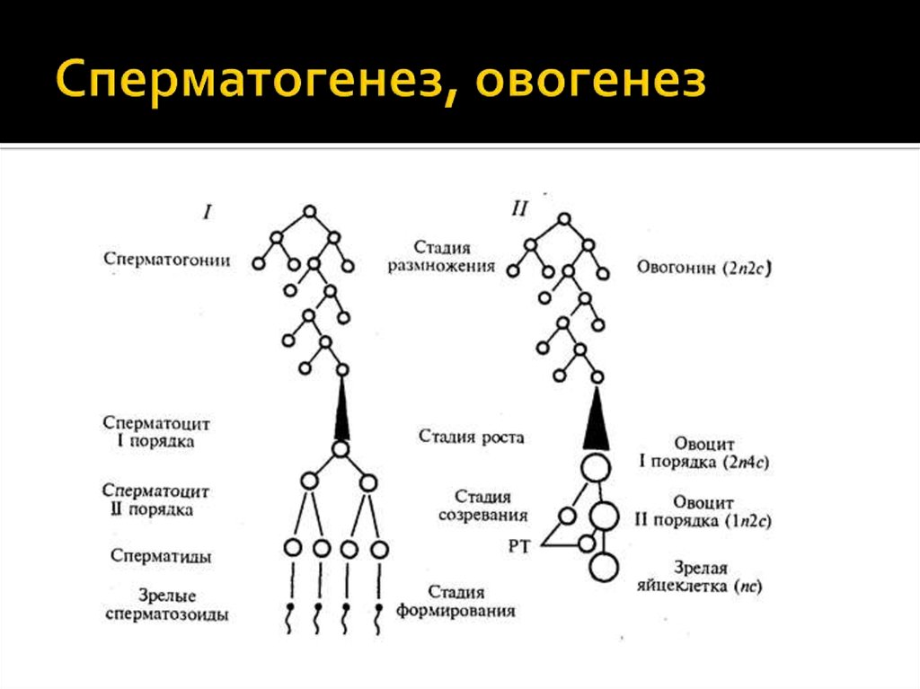Описание сперматогенеза. Этапы сперматогенеза схема. Фазы сперматогенеза и оогенеза. Схема основных этапов сперматогенеза и овогенеза. Фазы овогенеза схема.