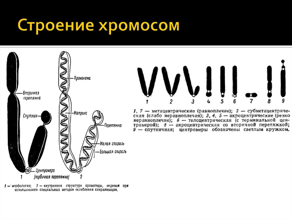Хромосомы живых клеток. Строение хромосомы эукариотической клетки. Строение хромосом человека. Схематическое строение хромосомы. Строение хромосомы гистология.