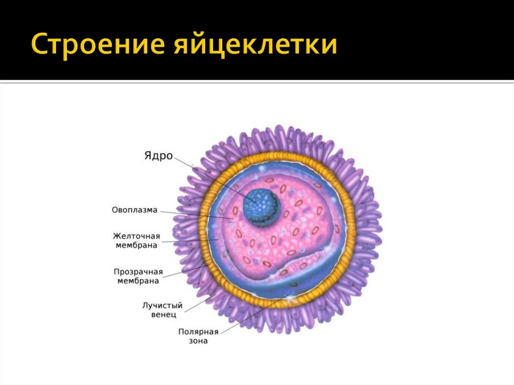 Схема строения яйцеклетки