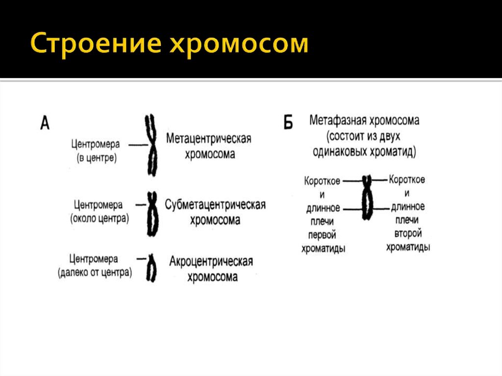 Хромосомы живых клеток. Строение метафазной хромосомы. Типы хромосом и их функции. Строение хромосом на стадии метафазы. Схема строения хромосомы.