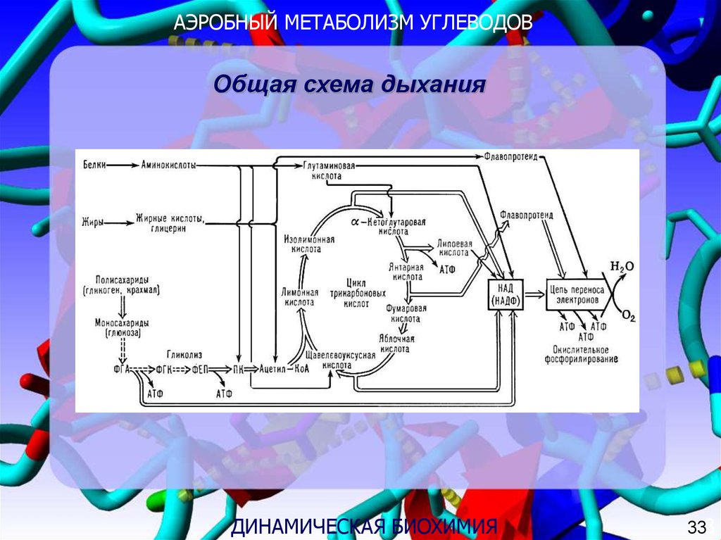 Аэробное дыхание презентация