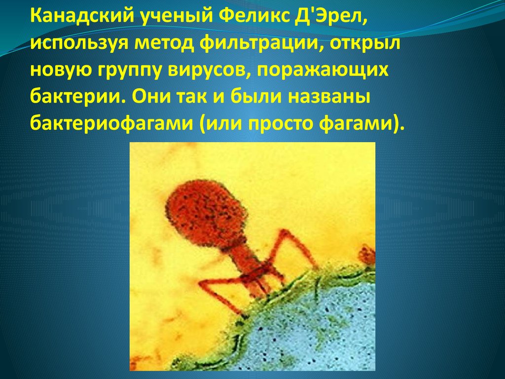 Вирусы группа микроорганизмов. Вирус поражающий бактерии. Бактериофаги вирусы поражающие бактерий. Вирус поражает бактерию. Бактериофаг это вирус поражающий бактерии простейшие питающиеся.