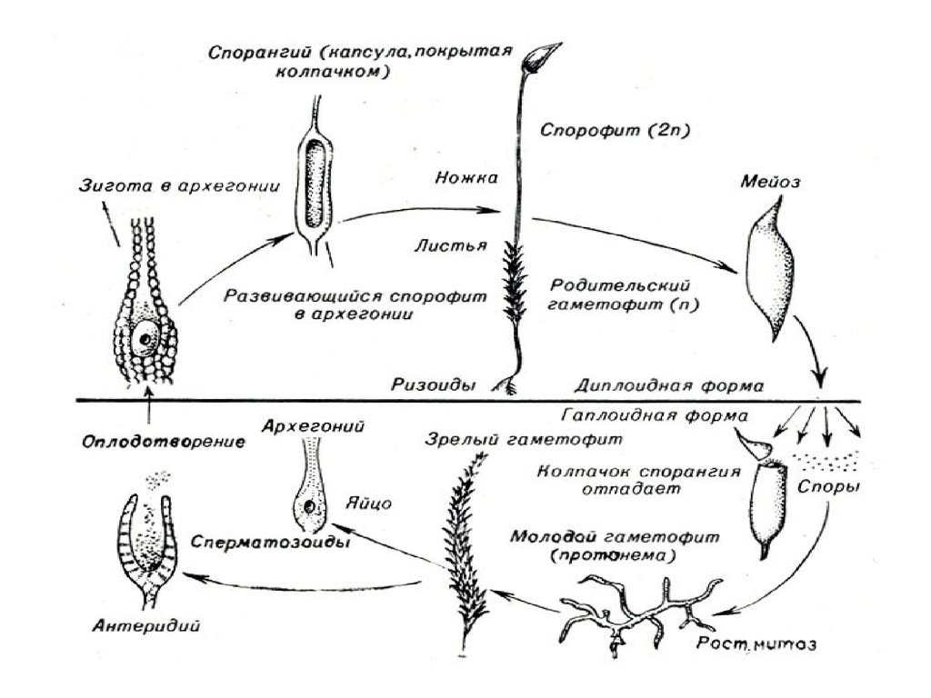 Последовательность жизненного цикла мхов