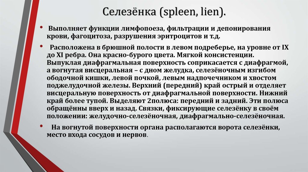 Селезенка функции в организме человека. Селезенка функции.