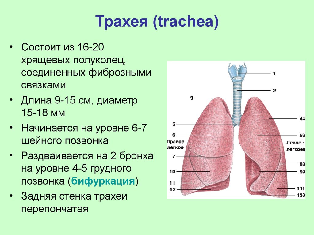 Трахея (trachea)