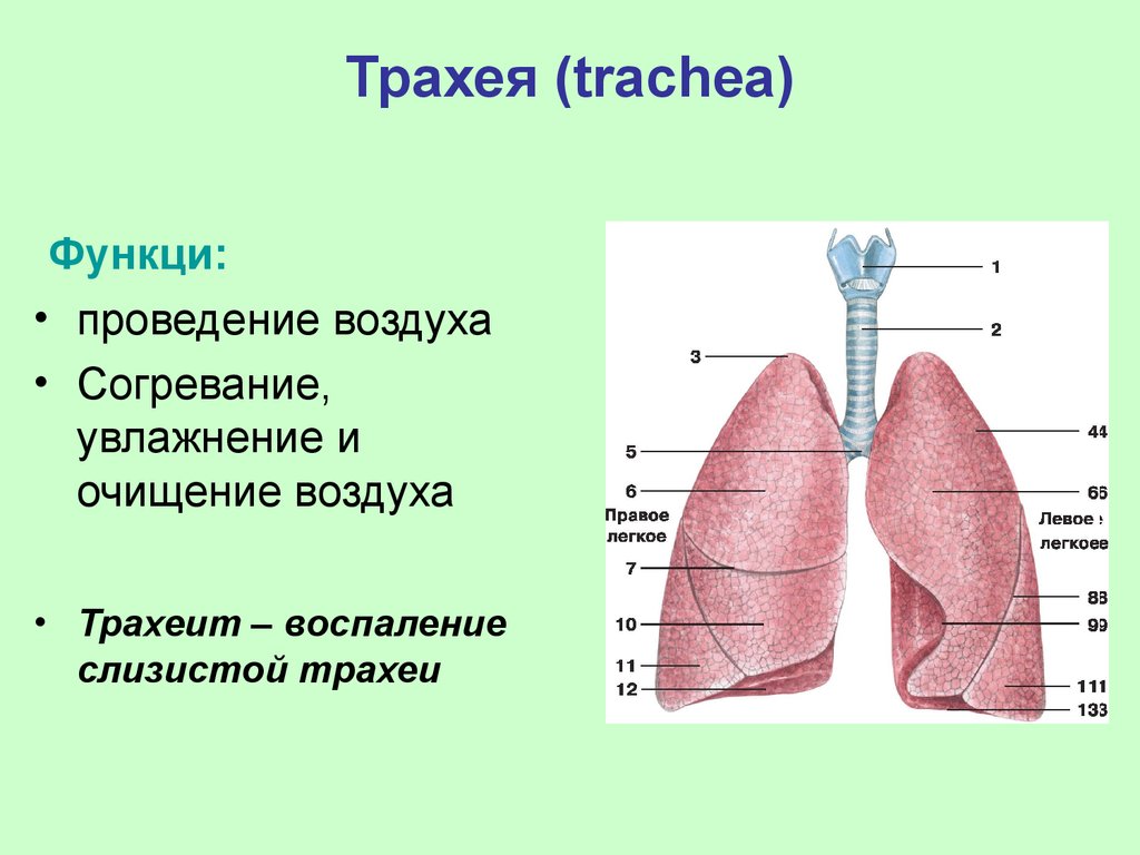 Орган дыхания трахея. Дыхательная функция трахеи. Трахея строение и функции. Функции трахеи в дыхательной системе. Функция трахеи человека.