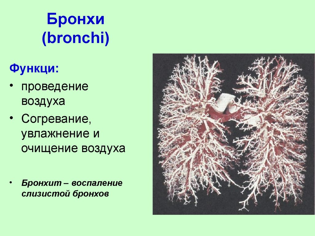 Бронхи функции. Бронхи выполняемые функции. Функции главных бронхов. Строение и функции бронхов. Функции бронх человека.