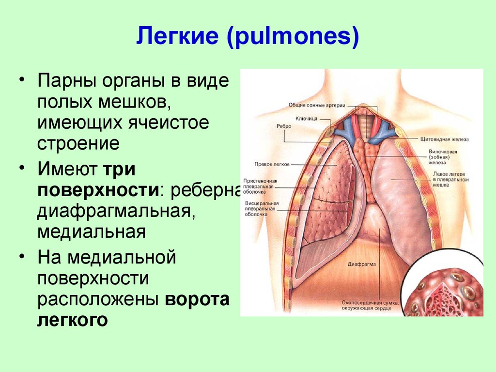 Диафрагмальная поверхность легких. Ворота легких. Ячеистое строение легких. Ворота лёгких находятся на поверхности лёгкого.