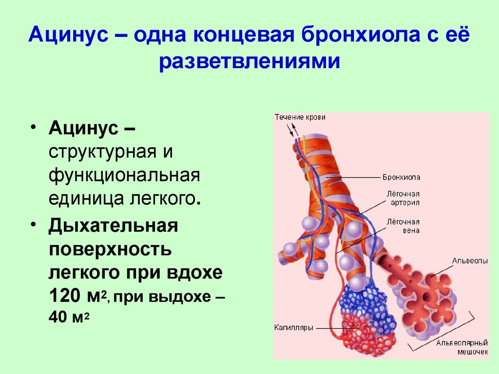 Ацинуса легкого схема