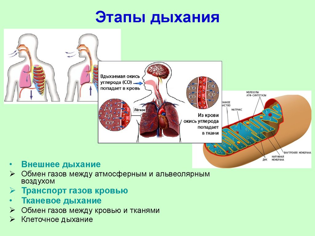 Этапы дыхания. Перечислите основные этапы дыхания. Основные стадии процесса дыхания. Схема этапов процесса дыхания 3 фазы дыхания. Перечислите этапы дыхания человека.