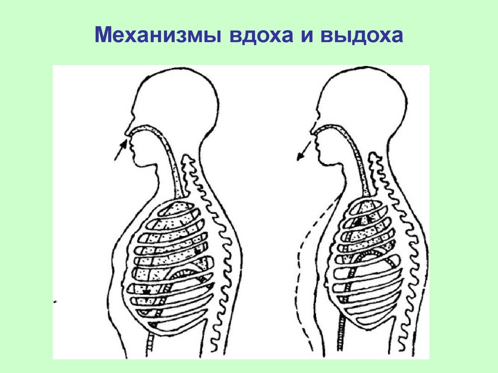 Обычное дыхание. Дыхание механизм вдоха и выдоха. Дыхательная система человека механизм вдоха и выдоха. Дыхательная система вдох и выдох. Дыхательный цикл механизм вдоха и выдоха.