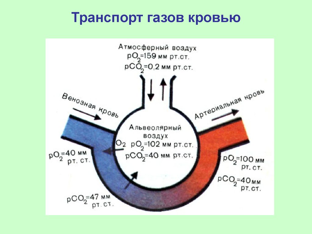 Механизм воздуха. Обмен газов в легких физиология. Схема транспорта кислорода и углекислого газа кровью. Транспорт газов кровью физиология. Транспорт газов кровью физиология схема.