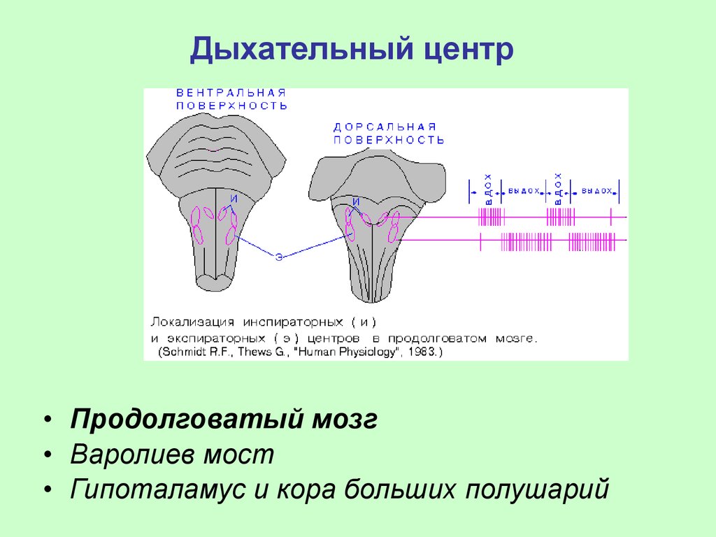 Дыхание мозга. Дыхательный центр продолговатого мозга. Продолговатый мозг центр дыхания. Ядра дыхательного центра продолговатого мозга. Продолговатый мозг, дыхательный центр продолговатом мозге..