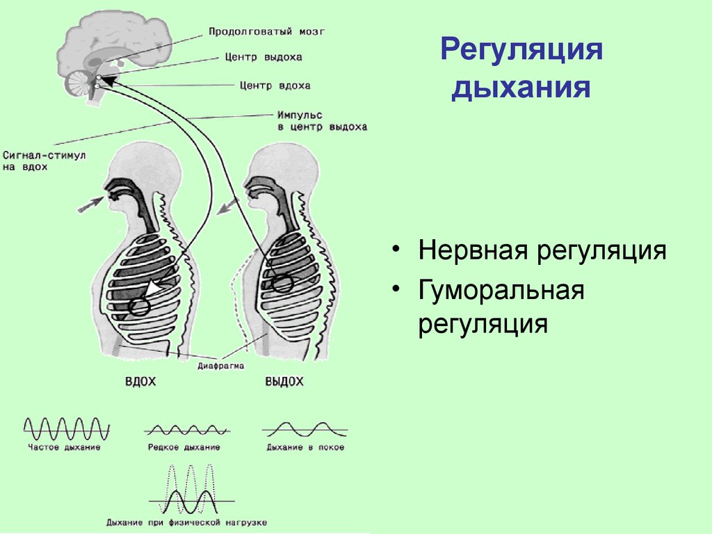 Механизмы дыхания регуляция дыхания. Схема регуляции дыхания физиология. Нервная и гуморальная регуляция дыхания. Нервная и гуморальная регуляция процесса дыхания. Рефлекторные механизмы регуляции дыхания.