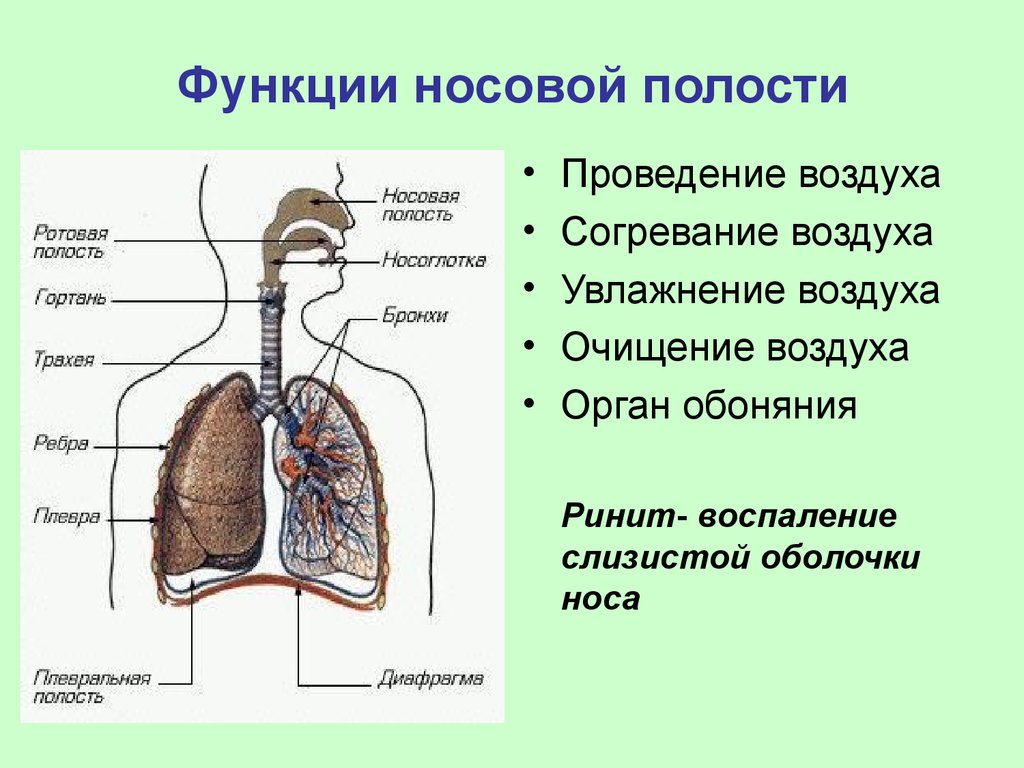 Согревание и увлажнение воздуха орган