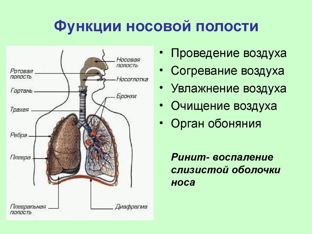 Что переносит воздух в легкие. Схема органов дыхательной системы функции. Функции носовой полости в дыхательной системе. Носовая полость функции органов дыхания. Функции носовой полост.