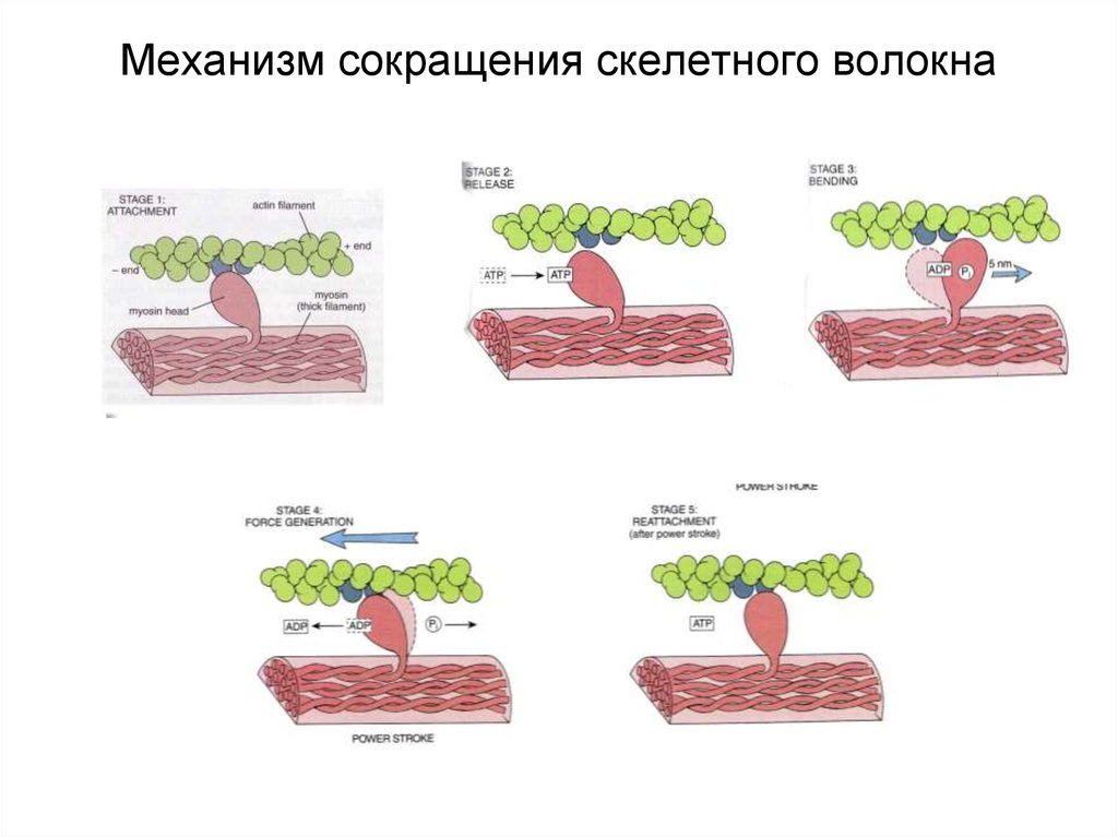 Нарисуйте электрограмму мпп скелетно мышечного волокна