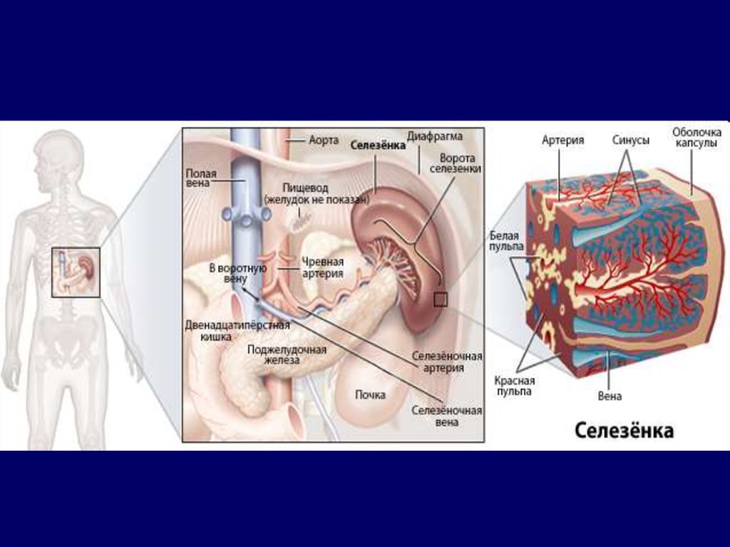 В состав какой системы органов входит селезенка. Spleen анатомия. Селезенка анатомия человека. Ворота селезенки. Селезенка, расположение и строение..