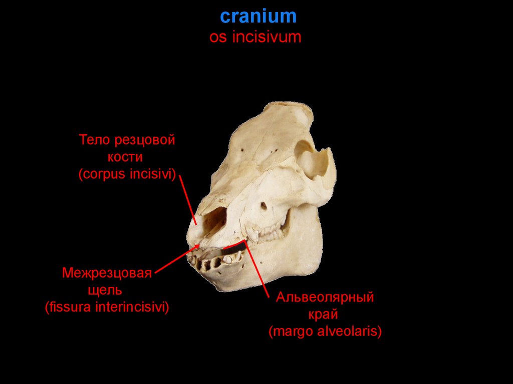 Резцовый. Резцовая кость. Резцовая кость анатомия животных. Резцовая кость у животных. Резцовая кость череп.