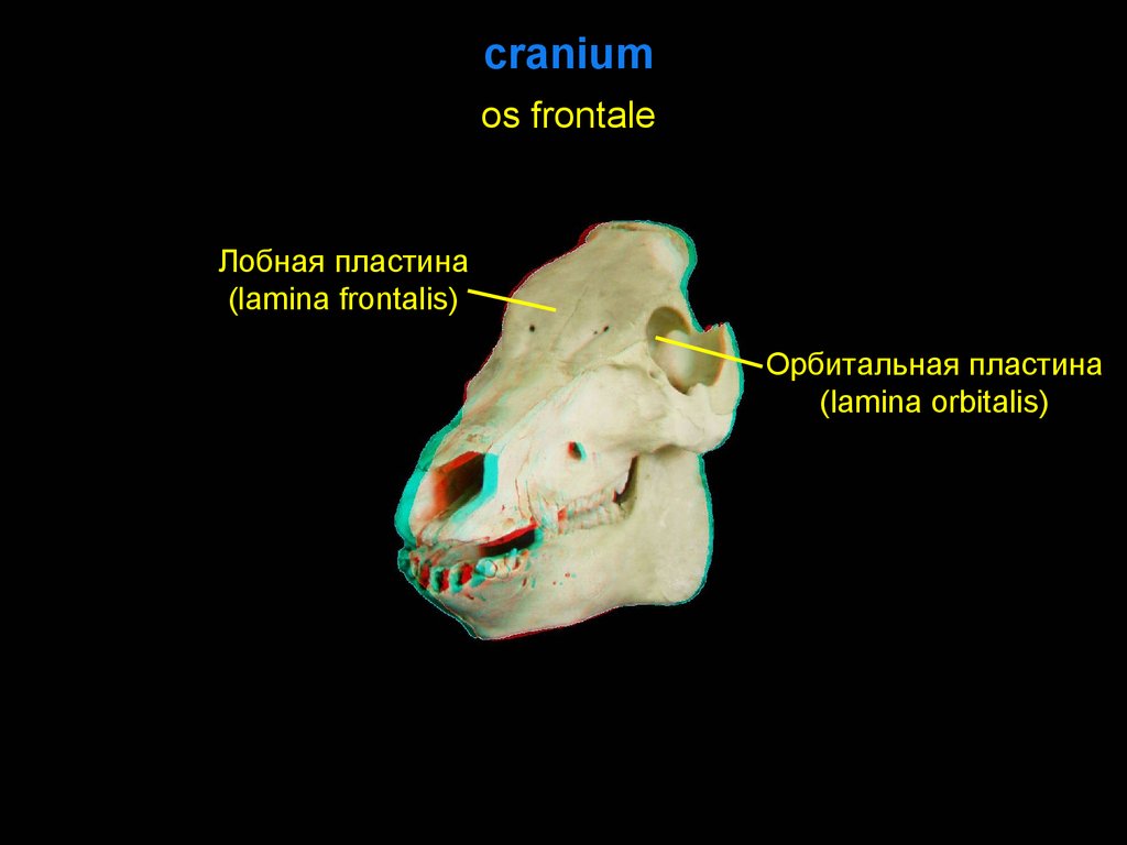 Орбитальная кость. Орбитальная пластинка.