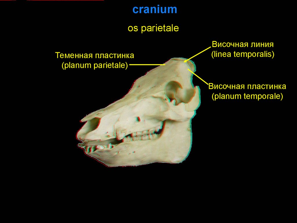 Planum temporale перевод. Теменная кость животных. Кости черепа свиньи. Теменная кость КРС. Теменная кость анатомия животных.