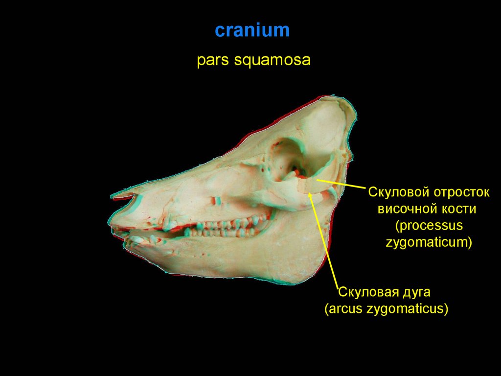 Височный отросток. Скуловая кость анатомия животных. Скуловой отросток височной кости. Скуловая дуга височной кости. Скуловоцй отртсок височсной костт.